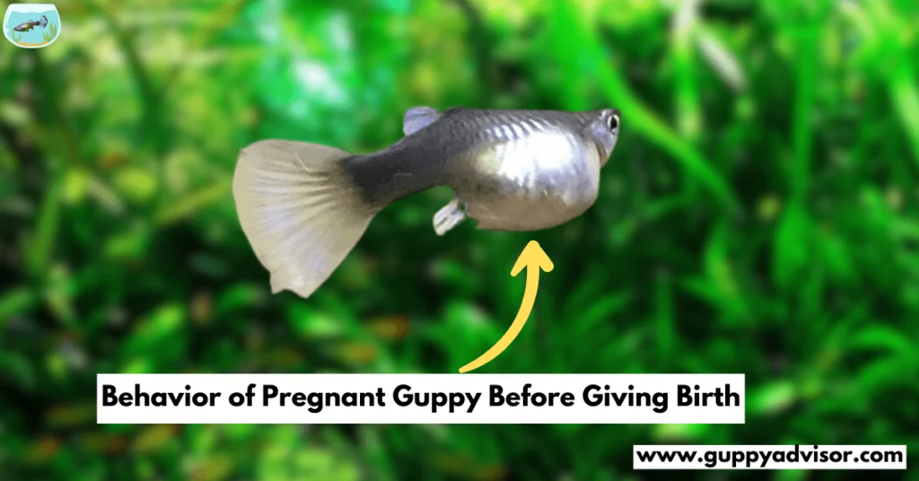 Behavior of Pregnant Guppy Before Giving Birth