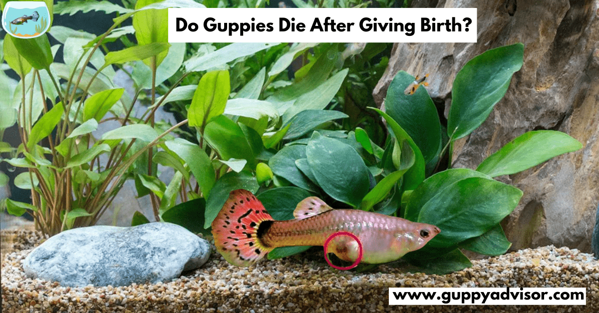 Do Guppies Die After Giving Birth