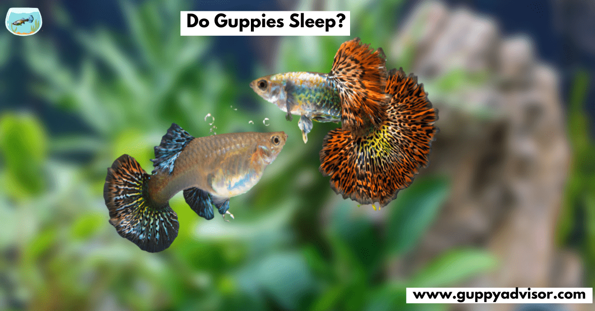 Do Guppies Sleep