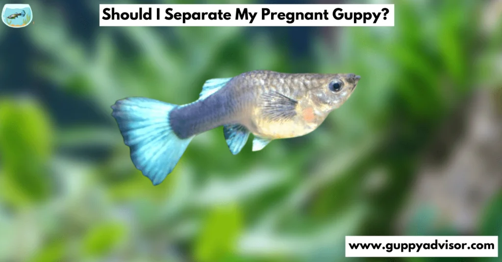 Should I Separate My Pregnant Guppy