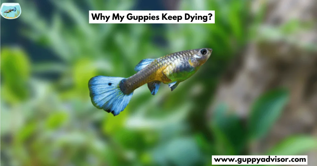 Why My Guppies Keep Dying?