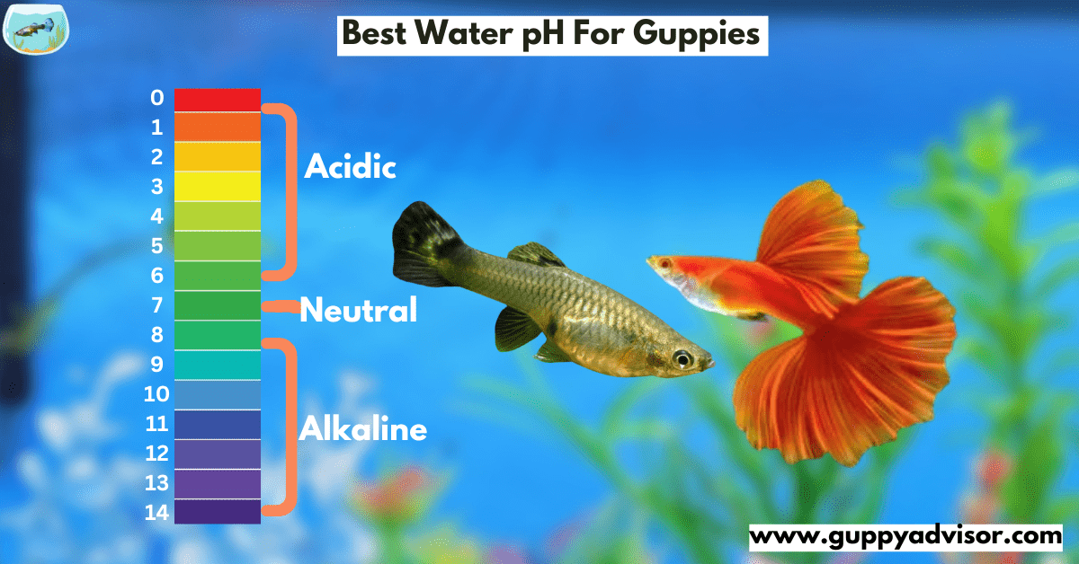 Best Water pH For Guppies