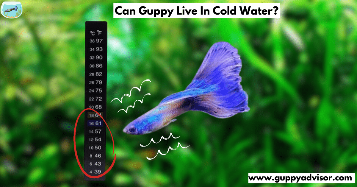 Can Guppy Live In Cold Water