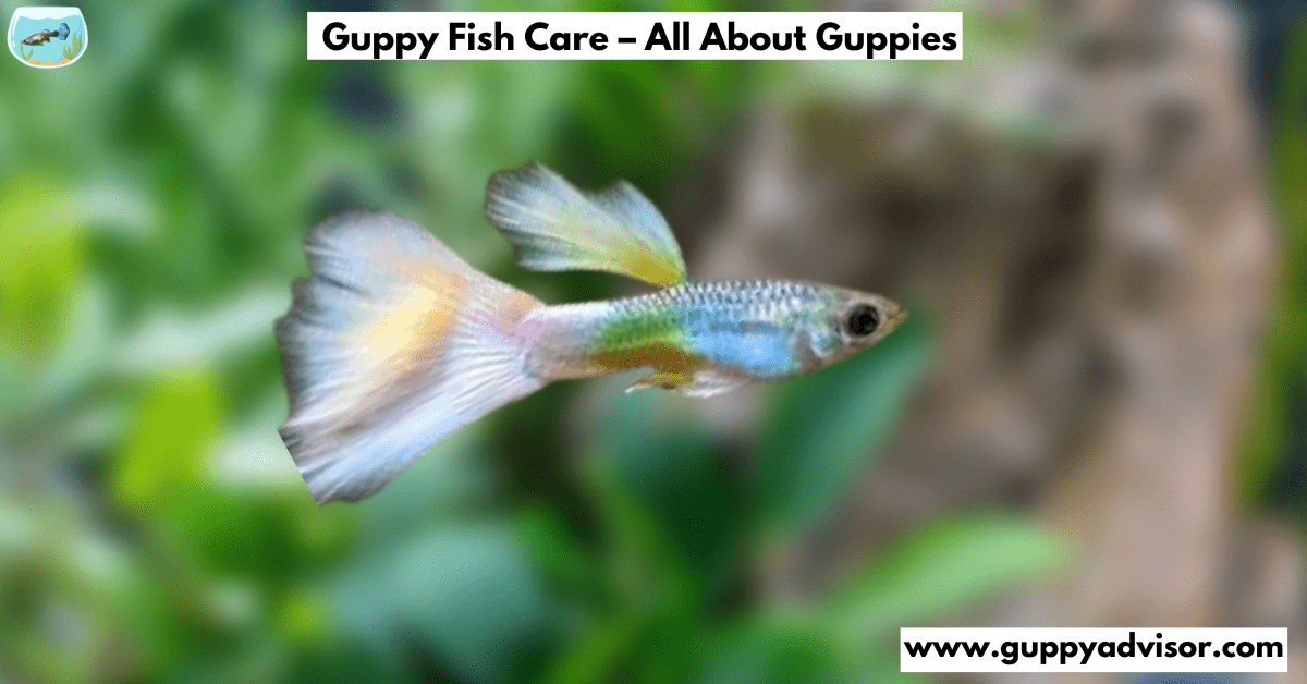 Guppy Fish Care All About Guppies