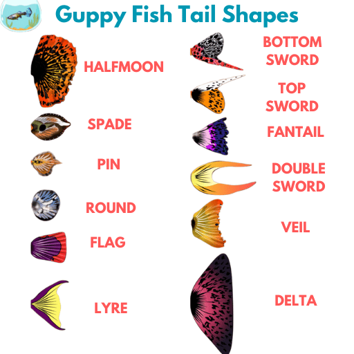 Guppy Fish Tail Shapes