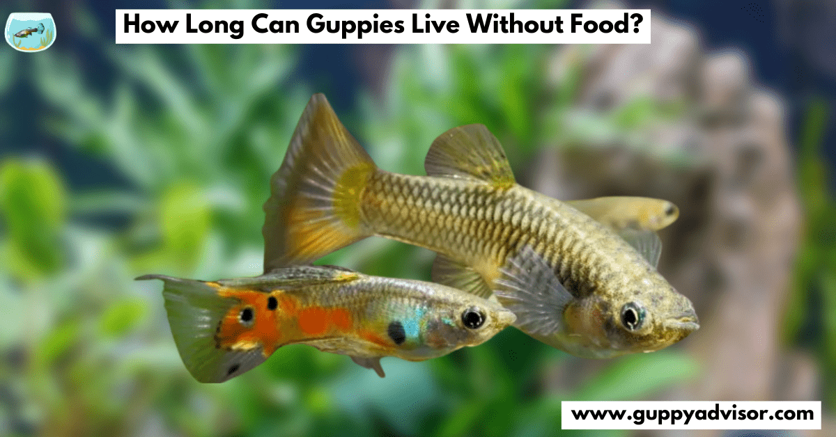 How Long Can Guppies Live Without Food?