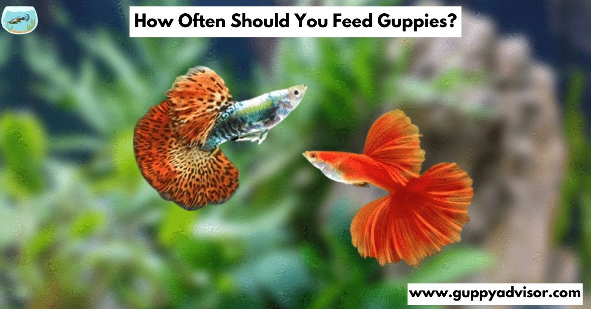 How Often Should You Feed Guppies?