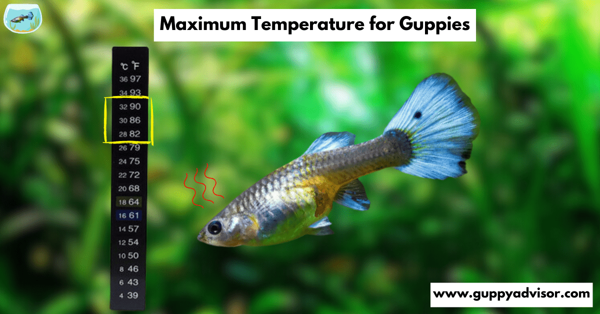 Maximum Temperature for Guppies