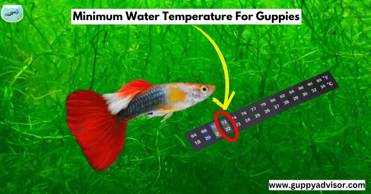 Minimum Water Temperature For Guppies