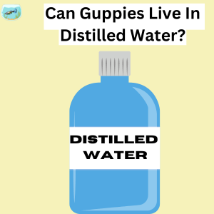 Can Guppies Live In Distilled Water?