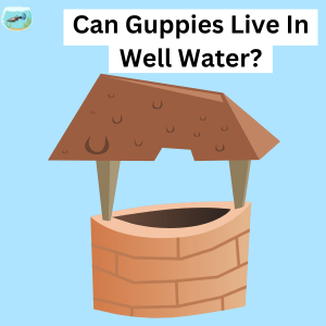 Can Guppies Live In Well Water?