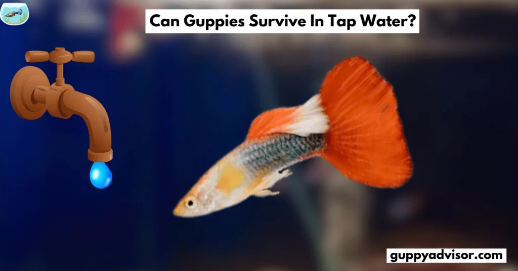 Can Guppies Survive In Tap Water?