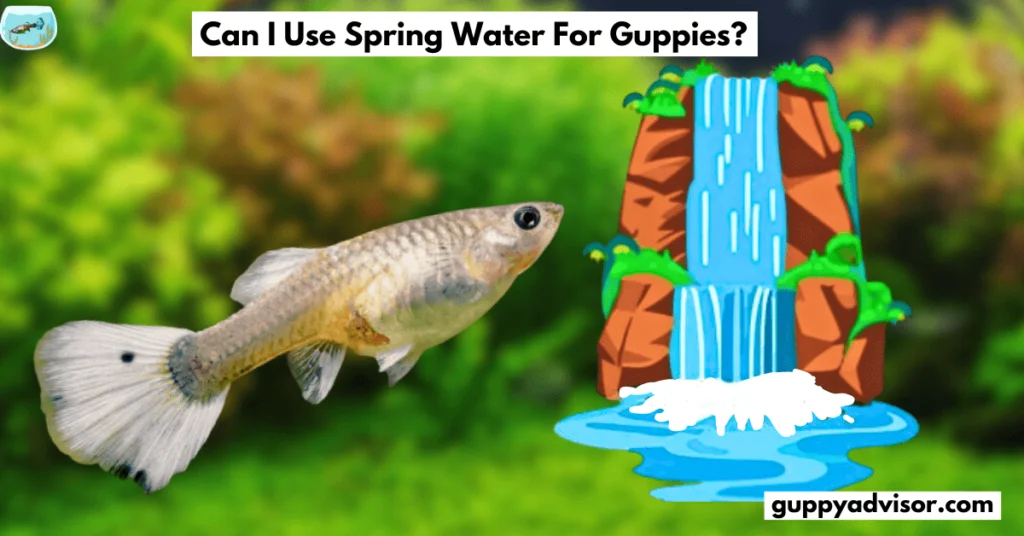 Can I use spring water for guppies?