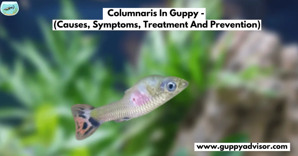 Columnaris In Guppy Causes Symptoms Treatment And Prevention 