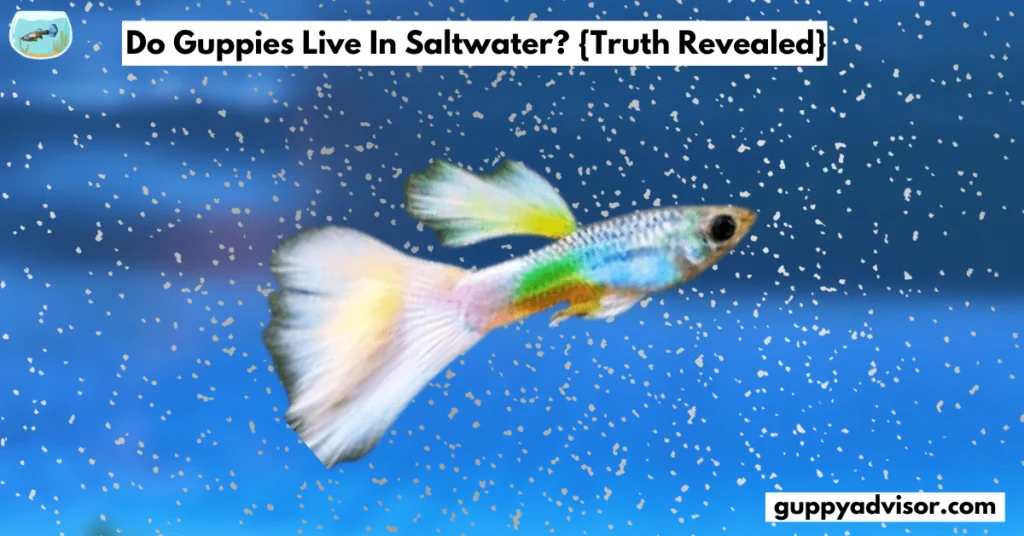 Do Guppies Live In Saltwater?