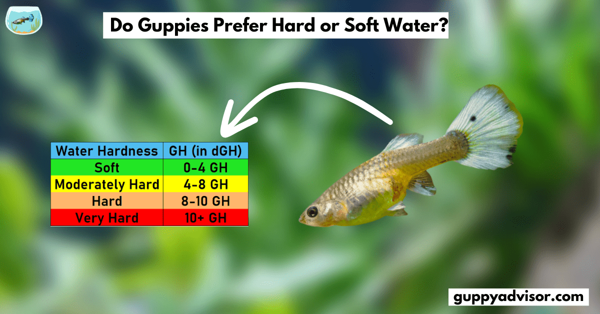 Do Guppies Prefer Hard or Soft Water?