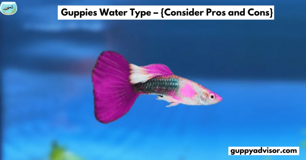 Guppies Water Type  Consider Pros and Cons