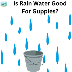 Can Guppies Live In Rainwater?