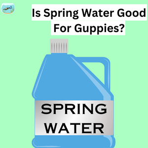 Is Spring Water Good For Guppies?