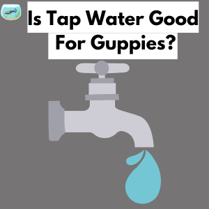 Can Guppies Live In Tap Water?