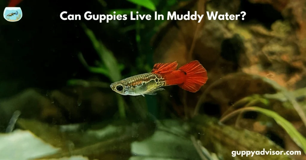 Can guppies live in muddy water?