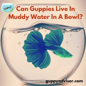 Can Guppies Live In Muddy Water In A Bowl?