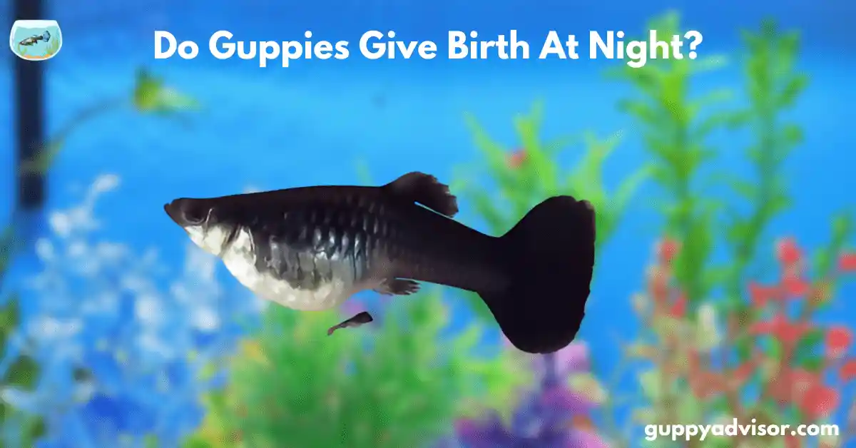 Do guppies give birth at night?