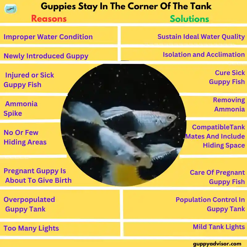 Guppies Stay In The Corner Of The Tank