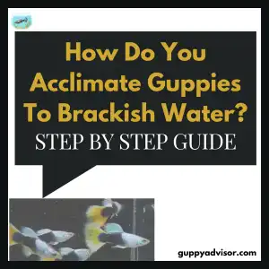 How Do You Acclimate Guppies To Brackish Water?