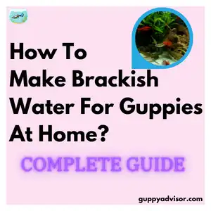 How To Make Brackish Water For Guppies At Home?