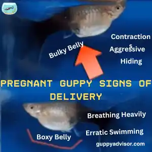 Pregnant Guppy Signs of Delivery