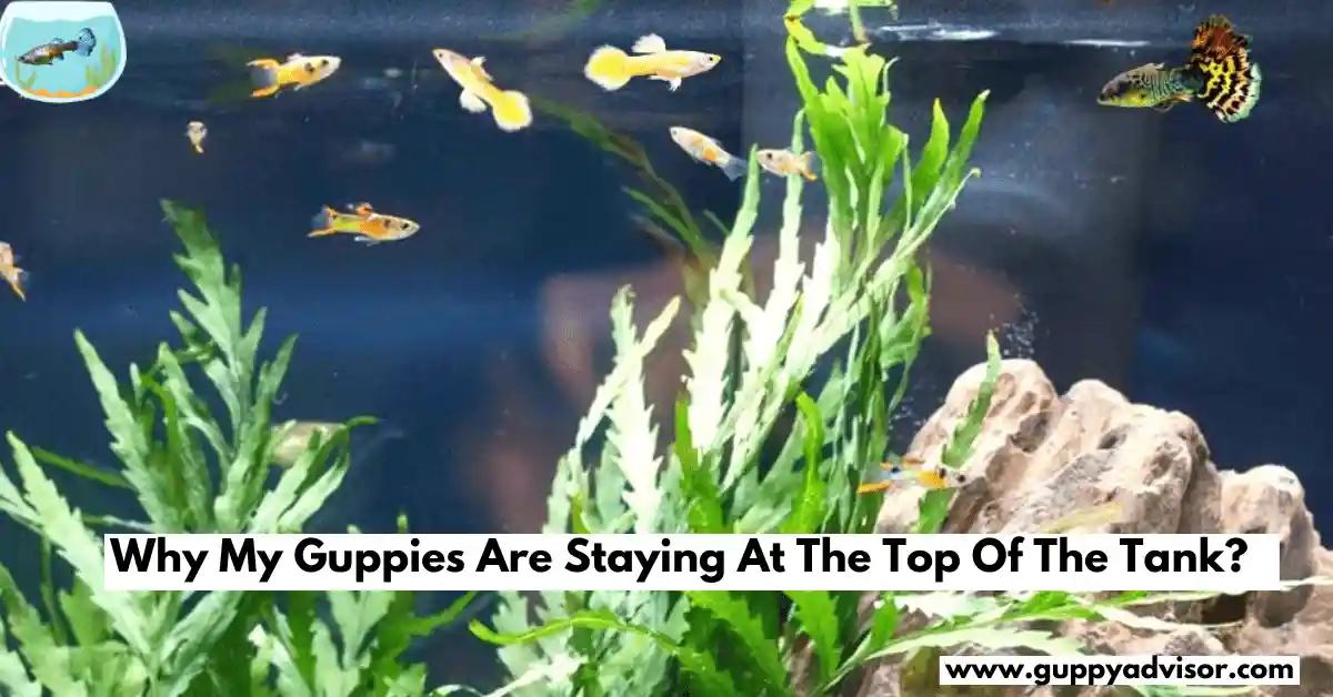 Why My Guppies Are Staying At The Top Of The Tank?