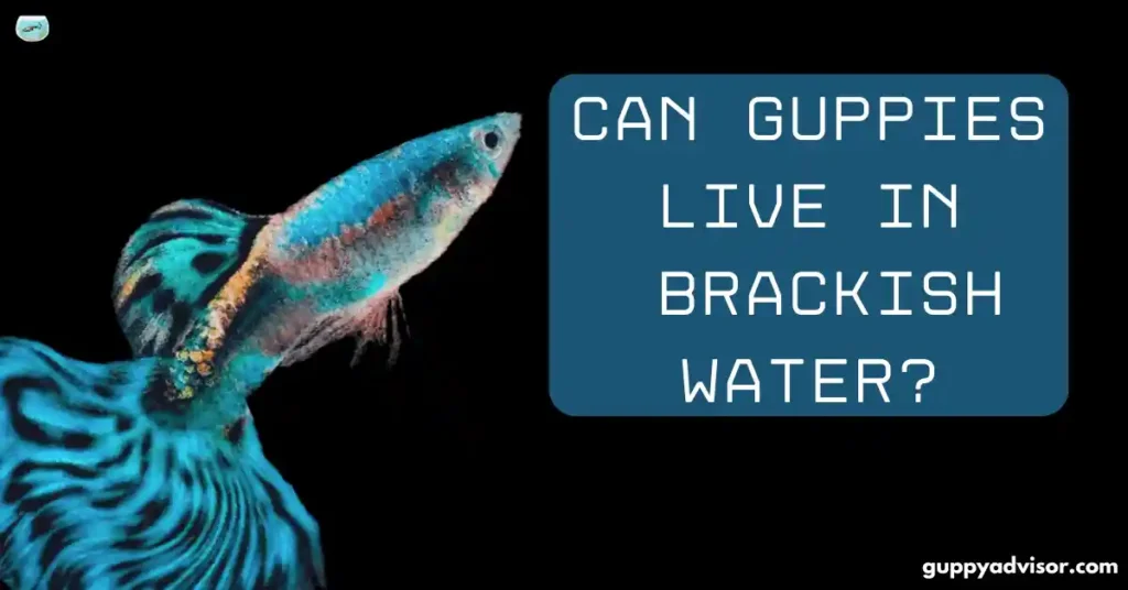 CAN GUPPIES LIVE IN BRACKISH WATER