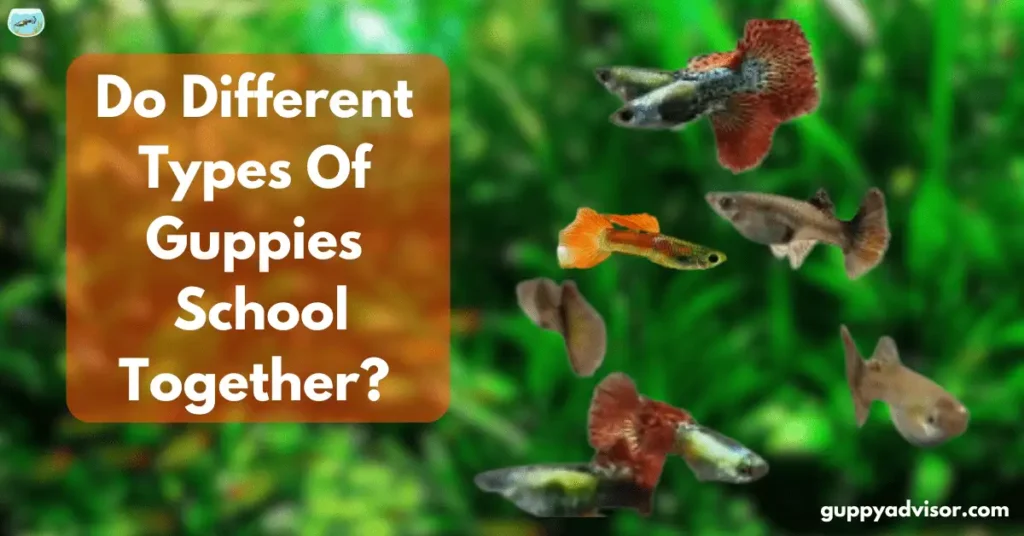 Do Different Types Of Guppies School Together?