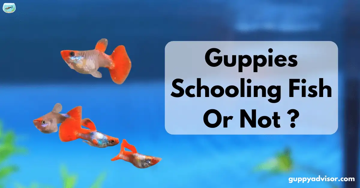 Guppies Schooling Fish Or Not?