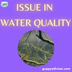 Issue In Water Quality - Guppy At Bottom Of Tank