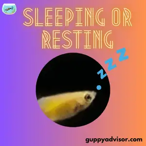 
Sleeping or Resting - Guppy Laying On Bottom Of Tank